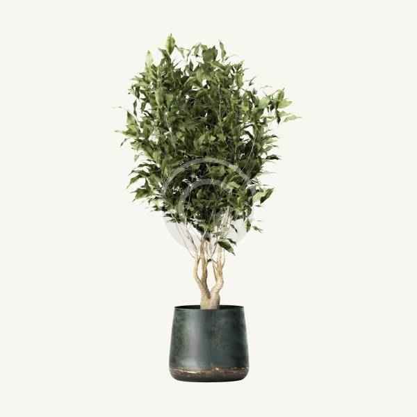 Eucalyptus tree - immagine 2