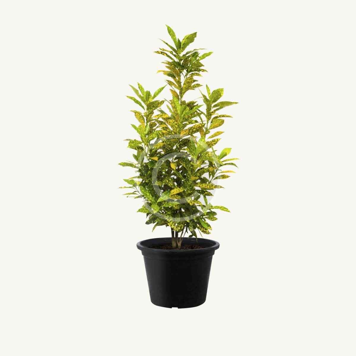 Golden privet