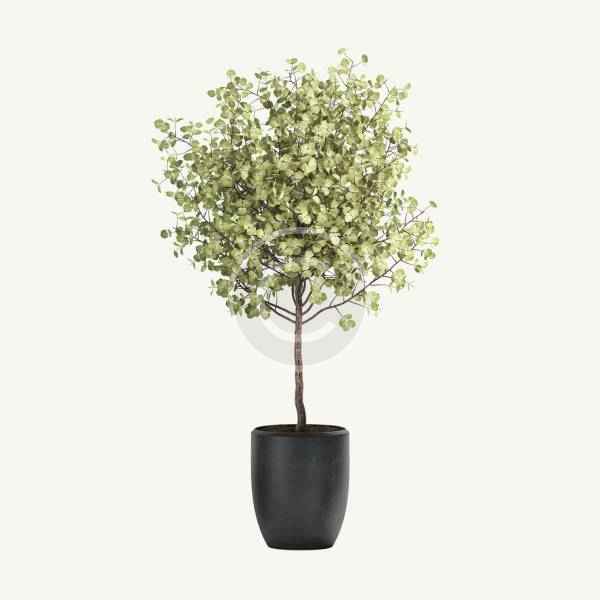 Eucalyptus tree - immagine 3